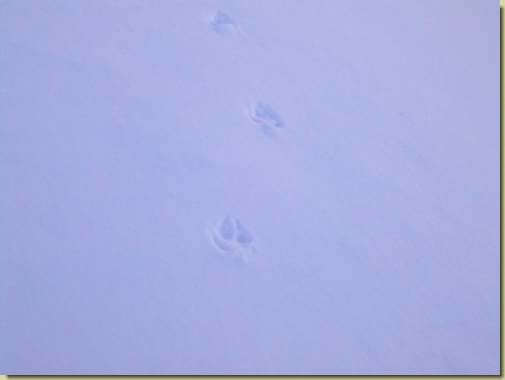 tracce sulla neve... 