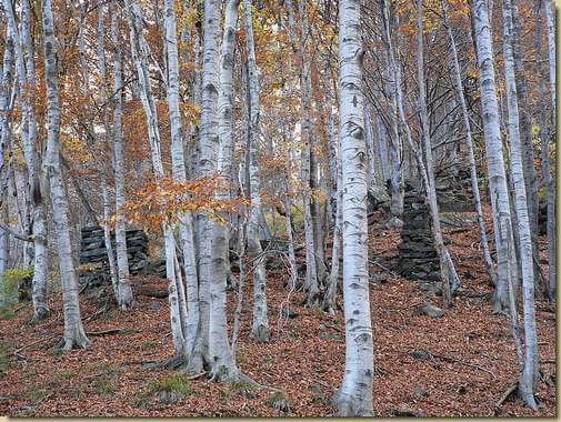 nel bosco, l'Alpe Valle di Sotto...