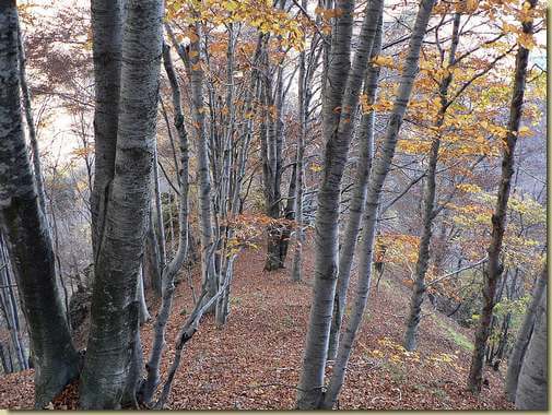nel bosco...