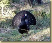 Il Gallo Cedrone