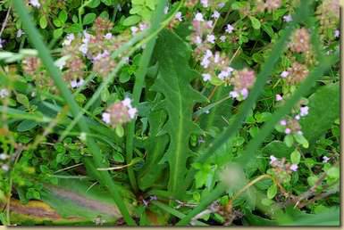 Hypochoeris radicata