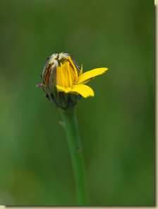 Hypochoeris radicata