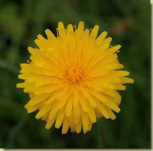 Hypochoeris radicata