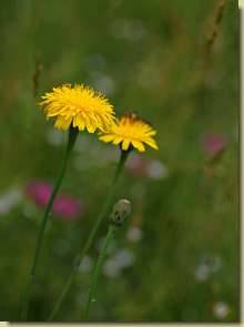Hypochoeris radicata