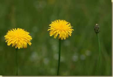 Hypochoeris radicata
