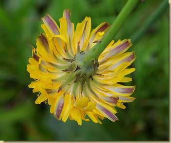 Hypochoeris radicatai