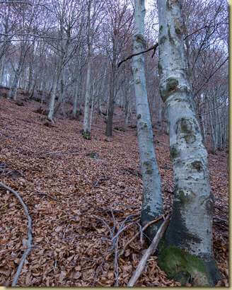 salendo nel bosco...