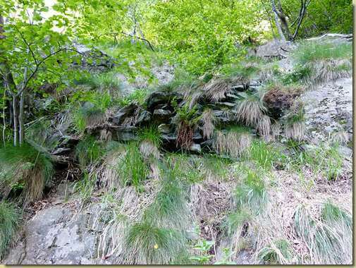 sul sentiero che sale ad Agalina...