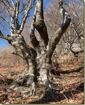sul versante sopra l'Alpe Agaroli...