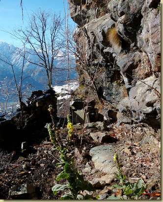 fioritura invernale alla Grunda del Fiurenz...