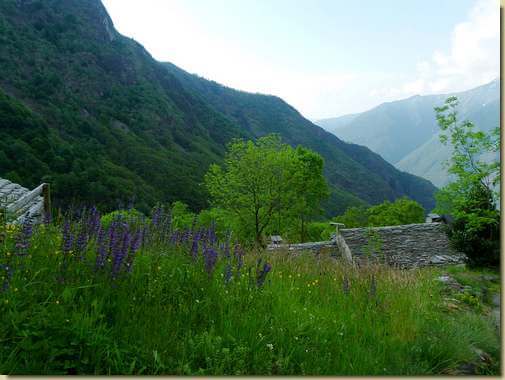 fioritura di Salvia pratensis a La Piana...