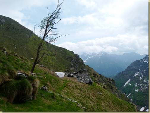 l'ultimo alberello dell'Alpe Grassino...
