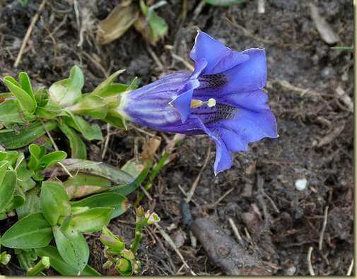 Gentiana acaulis...