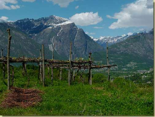 i vigneti di Trontano...