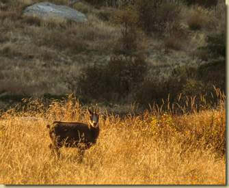 camoscio all'erta...