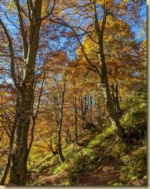 sempre bella la faggeta in autunno...