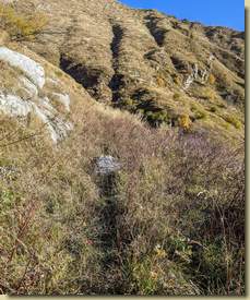 un tratto con numerose piante di Rosa canina...