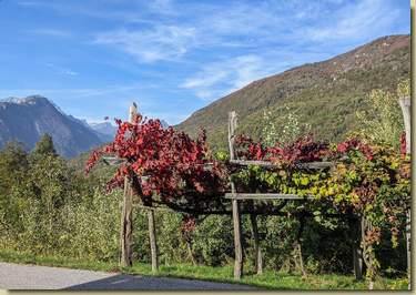 vigneti di Trontano...