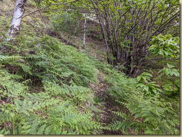 le felci sono in rapida crescita...