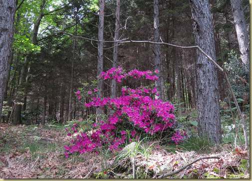 fioriture primaverili...