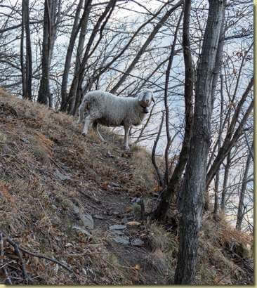 pecora solitaria...