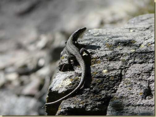 abitante del bosco...  