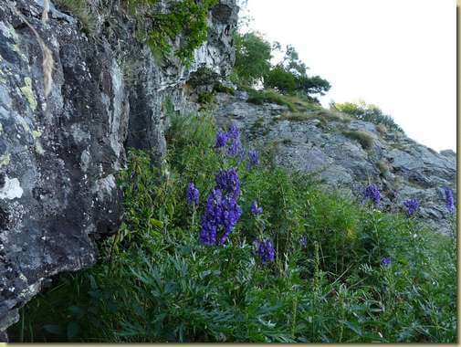  Aconito napello nei pressi del Balm... 