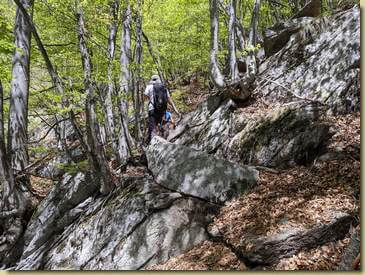 salendo nella faggeta...