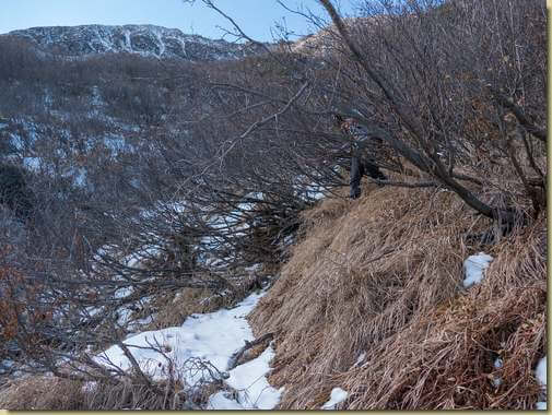 cercando il vecchio sentiero tra gli ontanelli...