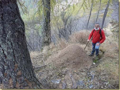 Attilio al formicaio...