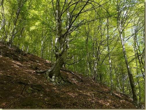 faggio nel bosco verso l'Alpe Casl&ugrave; 