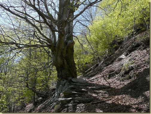 faggio lungo il percorso...  