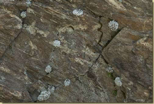 roccia fiorita...