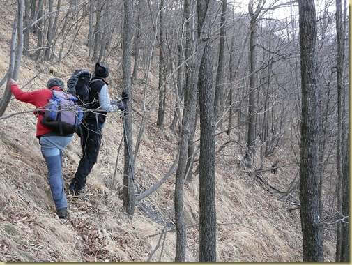 camosci nel bosco...