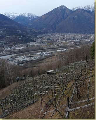 vigneti a Cosasca...
