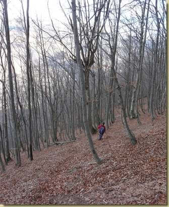 discesa nella grande faggeta...
