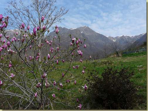 vista dal prato di Sciarina, in alto la Cima Saler 