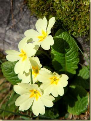 avvisaglie di primavera... (Primula vulgaris) 