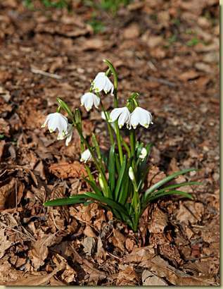 avvisaglie di primavera... (Leucojum vernum - Campanellino)
