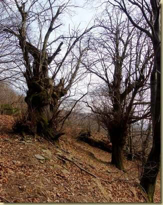 anziani del bosco...