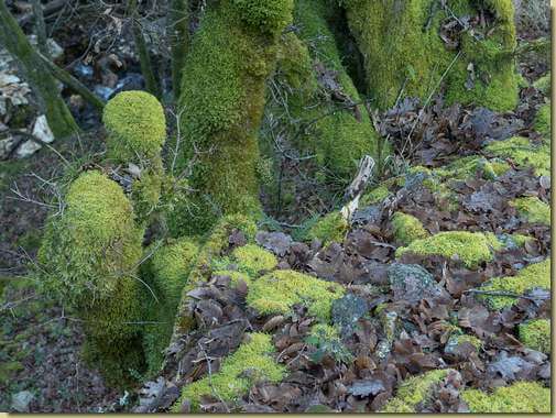 cuscinetti naturali...