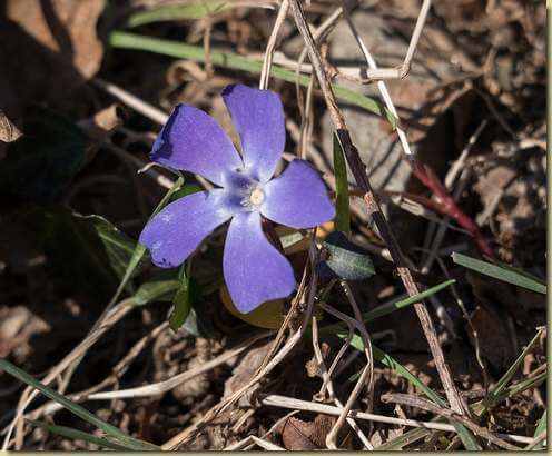 fioritura fuori stagione...