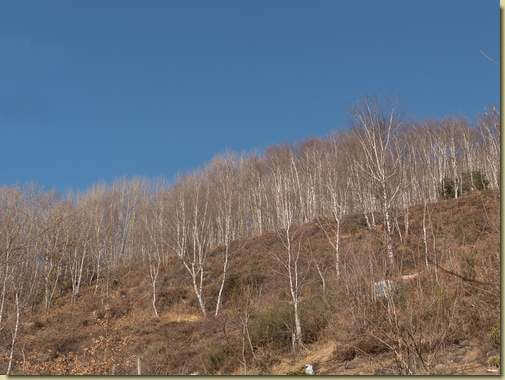 betulle verso il Monte Castello...