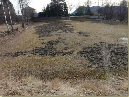 visita dei cinghiali al campetto di Pollino...