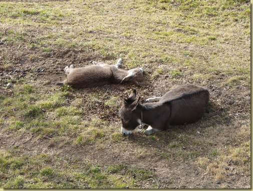 asinelli a Vignone...