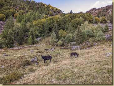 asinelli al pascolo...