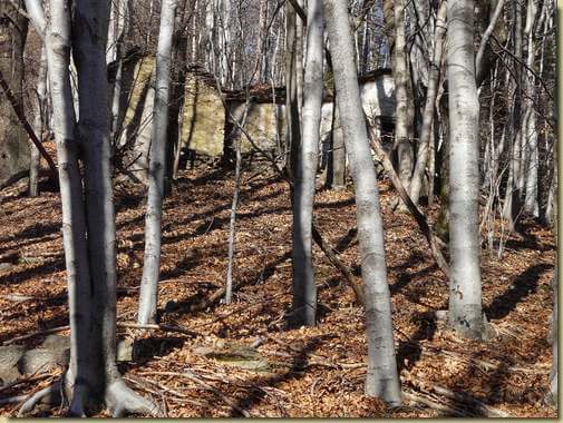 le baite di Loracc nella faggeta 