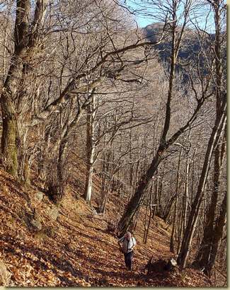 bosco alla fine dell'autunno...  
