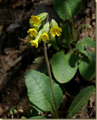 Primula veris