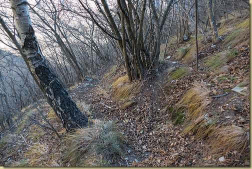 sentiero nel noccioleto...